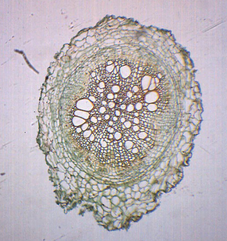 Preformed Roots Plant Anatomy Chapter - بەشی توێکاری ڕووەک